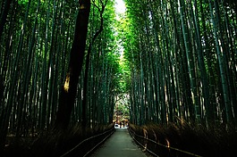 京都,日本,自然