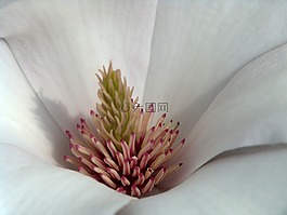 玉蘭,花,春天