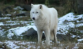 狼,動物園,森林