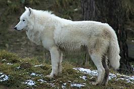 狼,動物園,森林