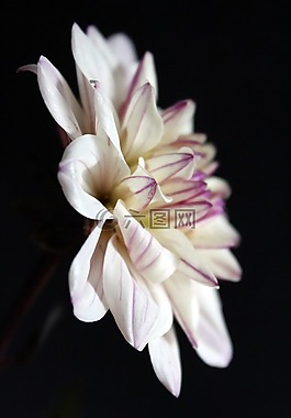 嬌琴紗,白,花