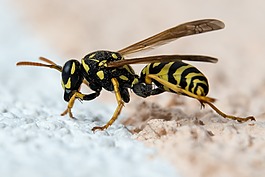 黃蜂,昆蟲(chóng),關(guān)閉