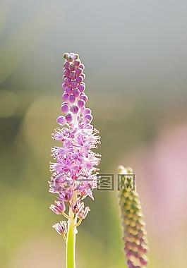 花,植物,粉紅