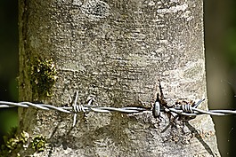 鐵絲網(wǎng),線,金屬