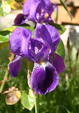 虹膜,花,花園