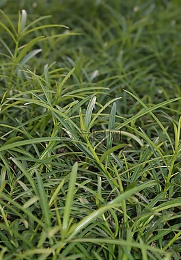 草,綠色,性質(zhì)