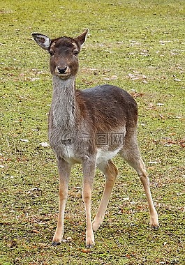 獐鹿,草地,動(dòng)物