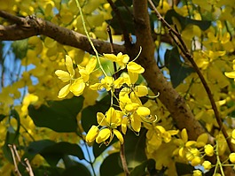 黃色,鮮花,樹