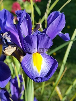 鸢尾花,蓝色,花