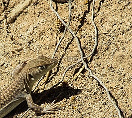 acanthodactylus schreiberi,蜥蜴,动物