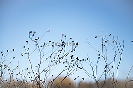 冬季,大自然,天空
