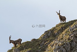 摩羯座,高山 ibex,动物
