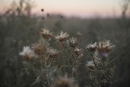 花,冬季,大自然