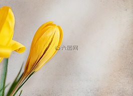 藏紅花,花,開花