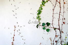 植物,花園,花