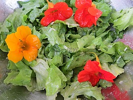 沙拉,焊菜屬的植物,鮮花