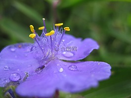 開花,一滴水,紫