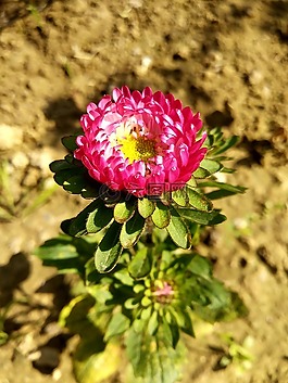 花,紫色,紫色的花朵