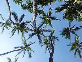 棕櫚樹,夏威夷,天空