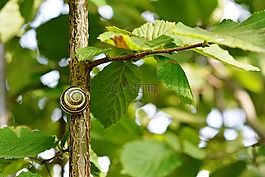 蝸牛,貝殼,殼
