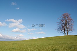 樹(shù),瑞士,appenzellerland