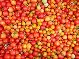 蕃茄,食品,水果