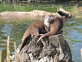 獺,動(dòng)物園,犀牛