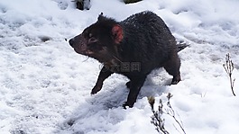 雪,冬天,冷