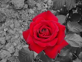 玫瑰,紅色,花