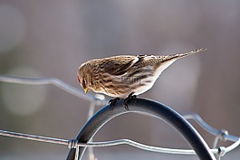 紅頂雀,鳥,野生動物