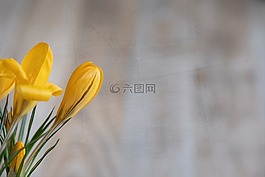 藏紅花,花,開花