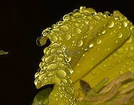 性質(zhì),花,黃色