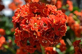 橙花,橙色 kalancho,长寿