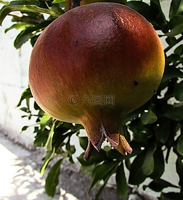 石榴,水果,食品