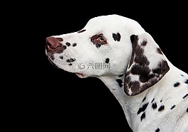 dalmatian,狗,小狗