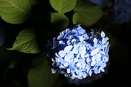 繡球花,鮮花,公園