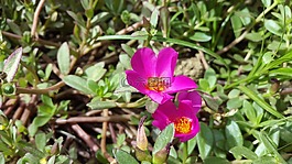 鮮花,野生花卉,紫色的小花