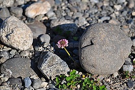 花,三葉草,春