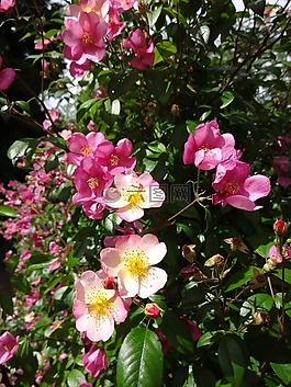 玫瑰,鮮花,粉紅色