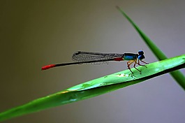昆蟲,蜻蜓,自然