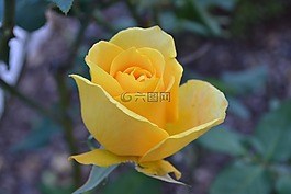 玫瑰,黃色,盛開(kāi)