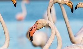 弗拉明戈,火烈鳥(niǎo),法國(guó)
