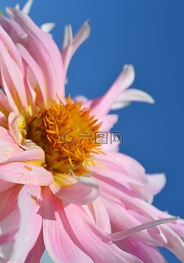 粉紅色,花,藍(lán)色