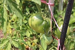 番茄,水果