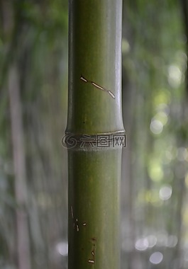 竹,福雷斯特,亞洲