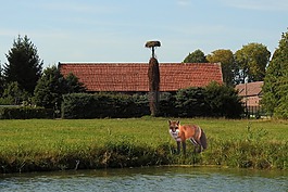 景觀,草地,水