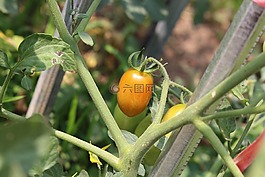 番茄,水果