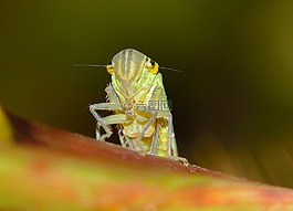 昆虫,性质,eurymela