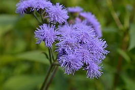 花,紫色,自然