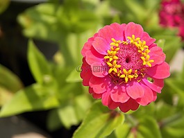 花,特寫,夏天